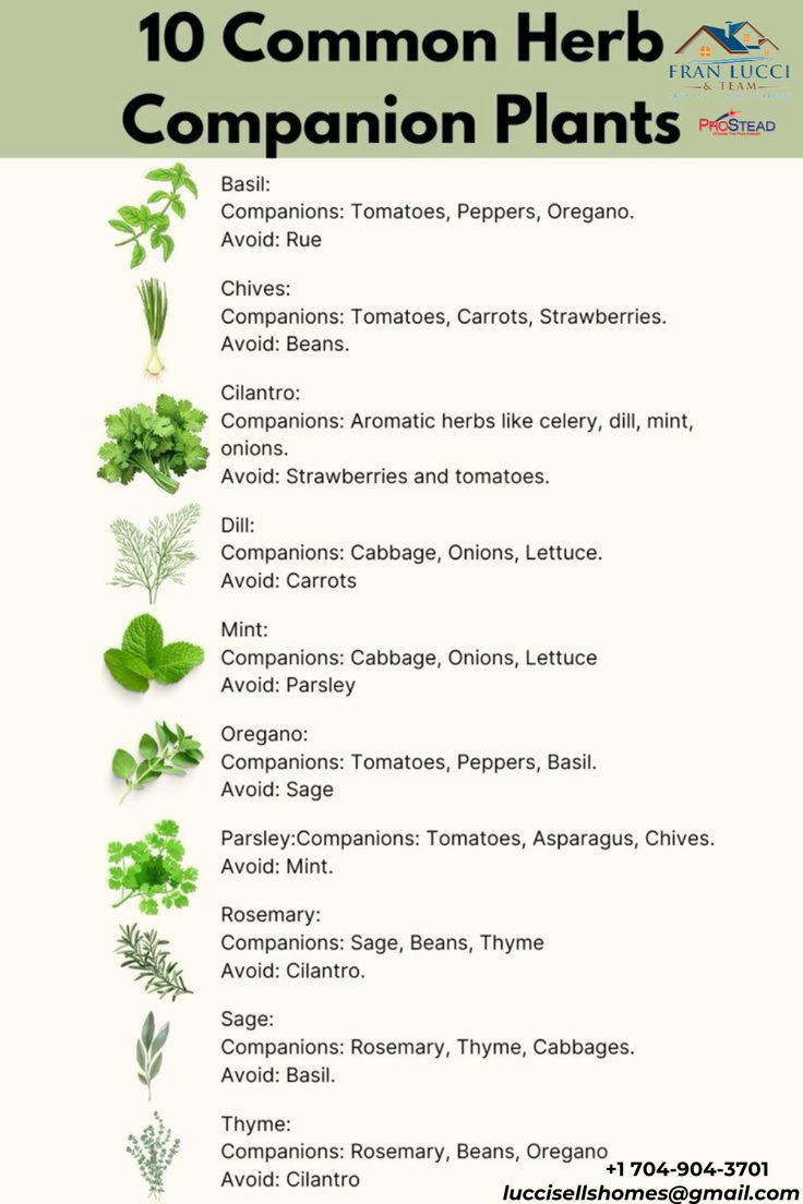 the top ten common herb companion plants