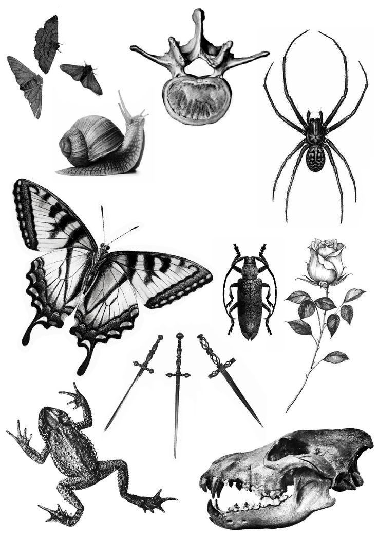 an image of insects and other things that are in black and white ink on paper