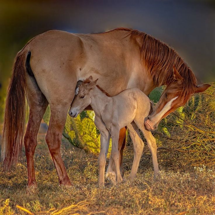 a mother horse and her foal standing in the grass