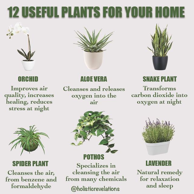 houseplants that are useful for your home