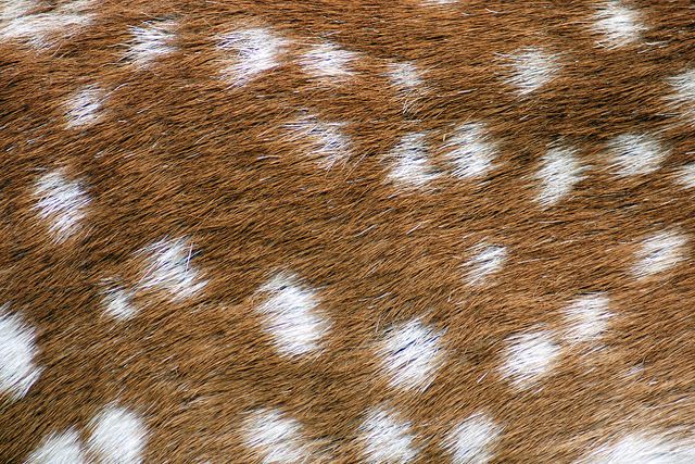 an animal's fur with white spots on it