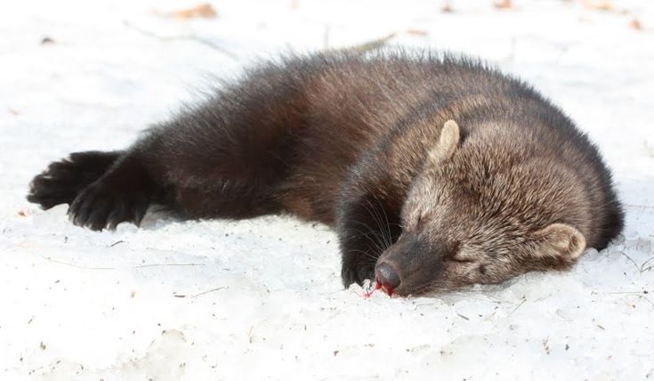 an animal that is laying down in the snow