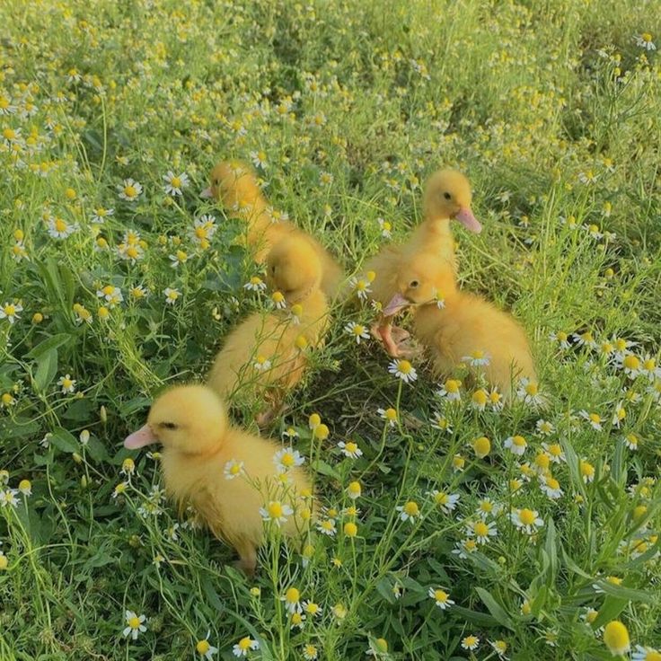 three ducklings are walking through the tall grass