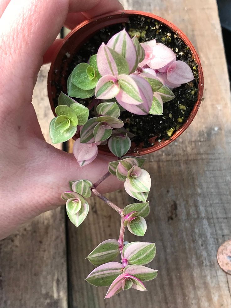 a hand holding a small potted plant on top of a wooden table