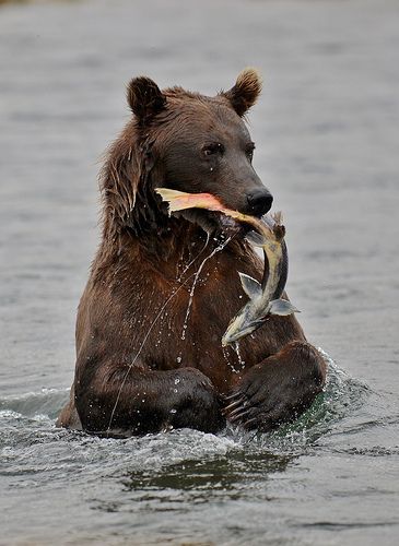 a brown bear in the water holding a fish