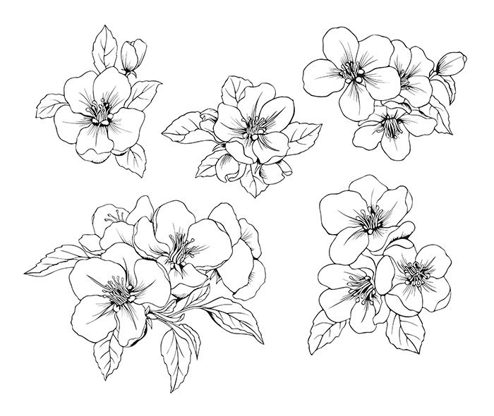 set of hand drawn flowers on white background