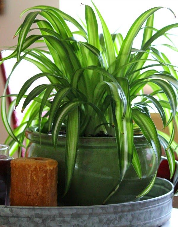 a green potted plant sitting on top of a metal tray next to a candle