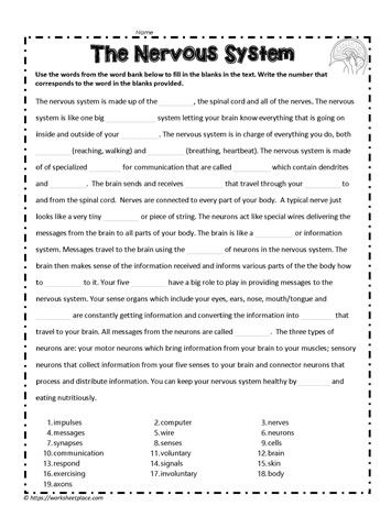 the nervous system worksheet with answers and examples for students to use in their classroom