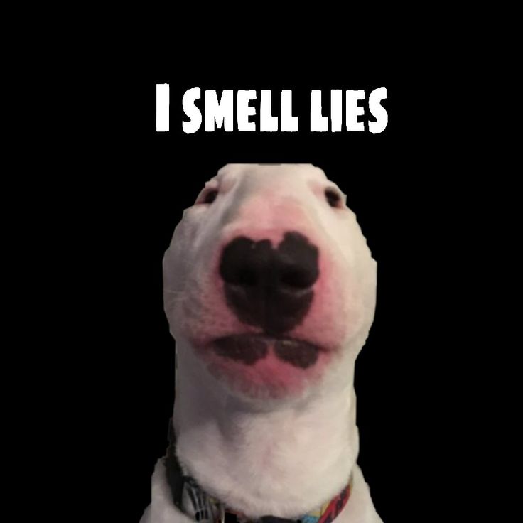 a white dog with its mouth open and the words i smell lies on it's chest