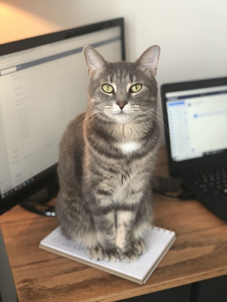 a cat sitting on top of a laptop computer