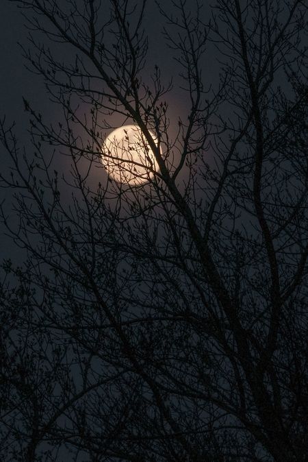 the full moon is seen through some trees in the night sky, with no leaves on it