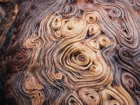 a close up view of the wood grains on a tree