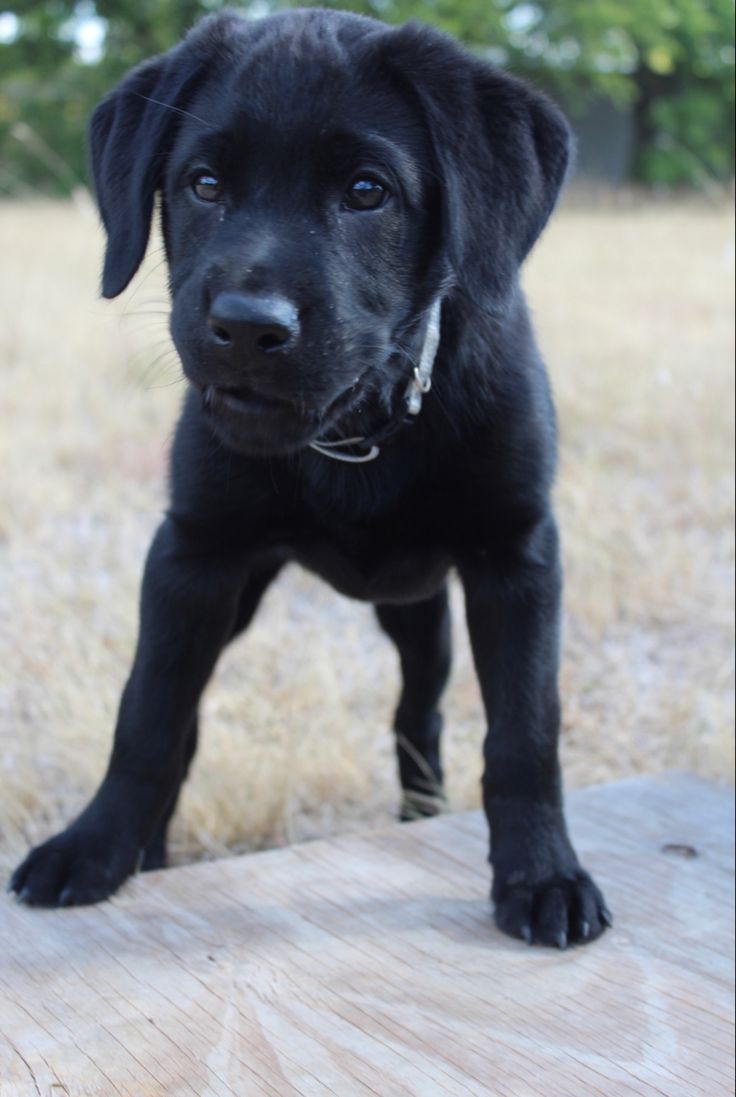 a small black dog standing on top of a wooden platform in the grass and looking at the camera