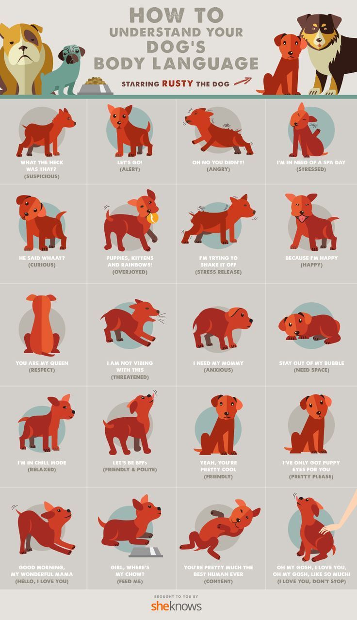 an illustrated guide to understand and understand how dogs are used in the language of english