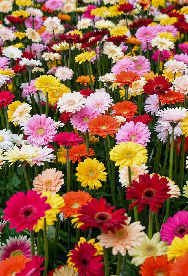 many different colored flowers in a field