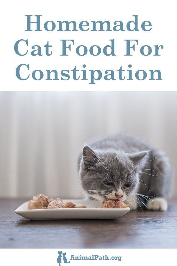 a gray and white cat eating food from a plate on top of a wooden table