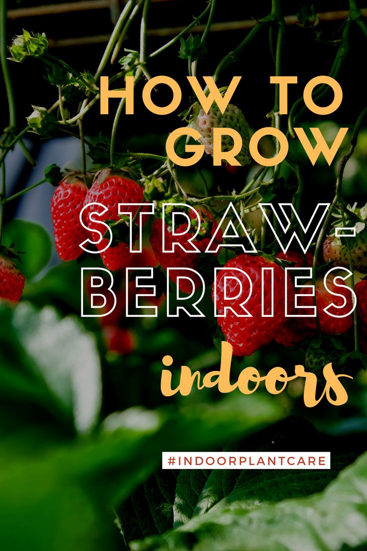 strawberries growing in an indoor garden with text overlay how to grow strawberries indoors