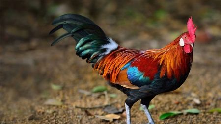 a colorful rooster is standing on the ground