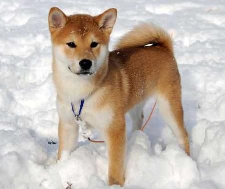 a brown and white dog standing in the snow