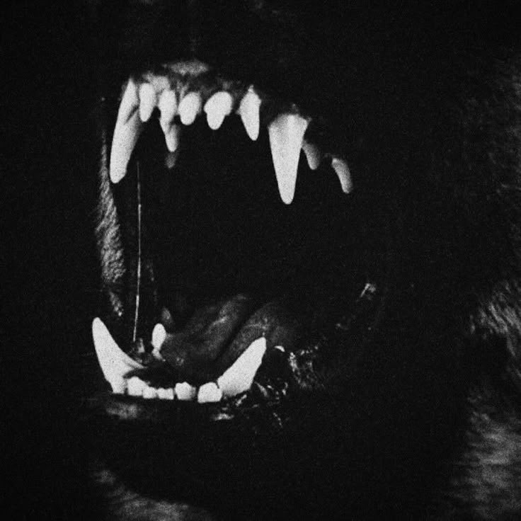 a black bear with its mouth open and teeth wide open in the dark, showing sharp teeth