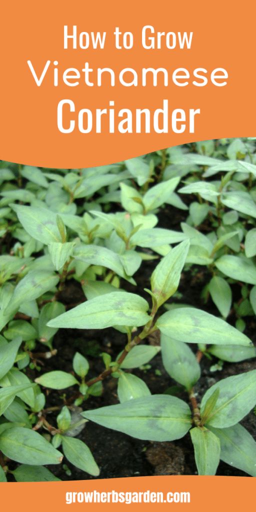 how to grow vietnamese coriander in the garden with text overlay that reads, how to grow vietnamese coriander