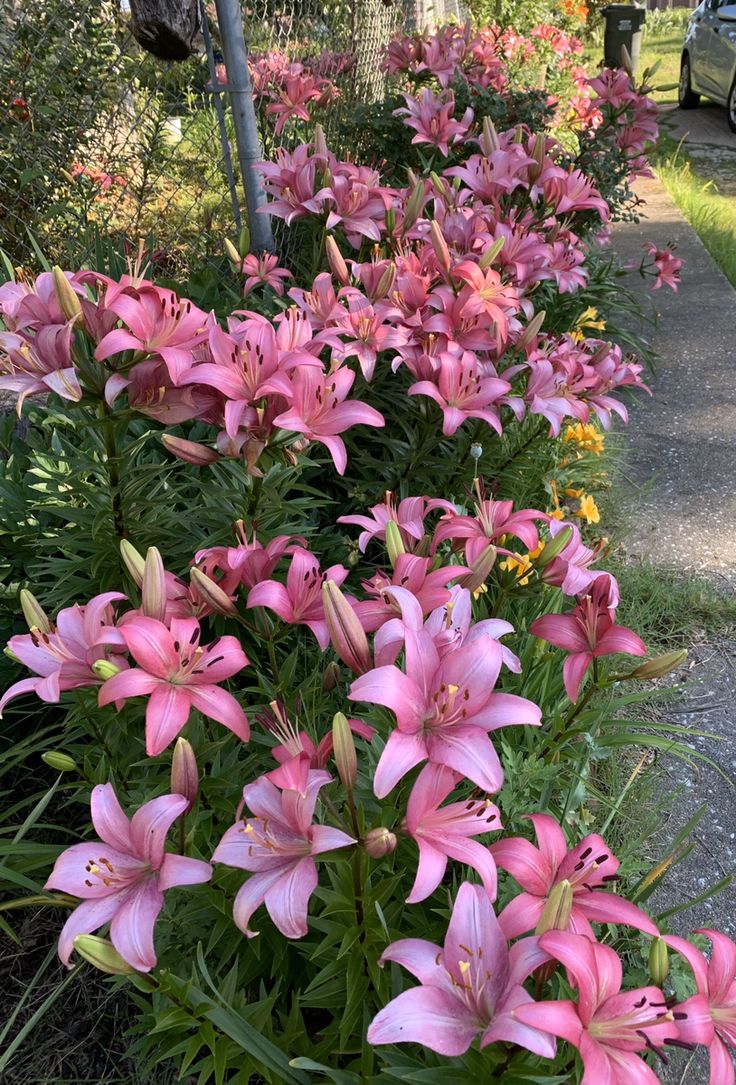 pink lilies line the side of a sidewalk in front of a car and trees