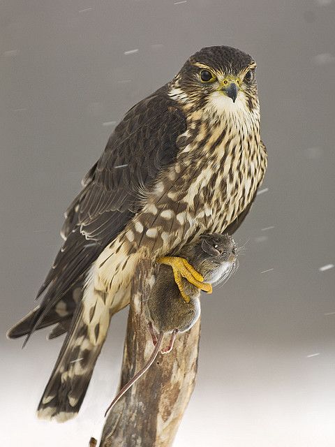 a bird sitting on top of a branch in the snow