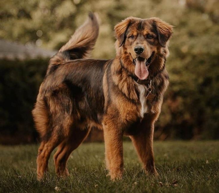 a large brown dog standing on top of a lush green field