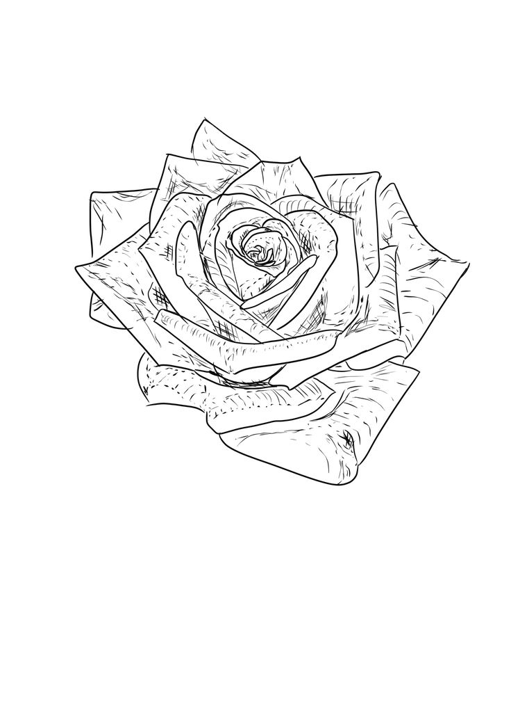 a black and white drawing of a rose