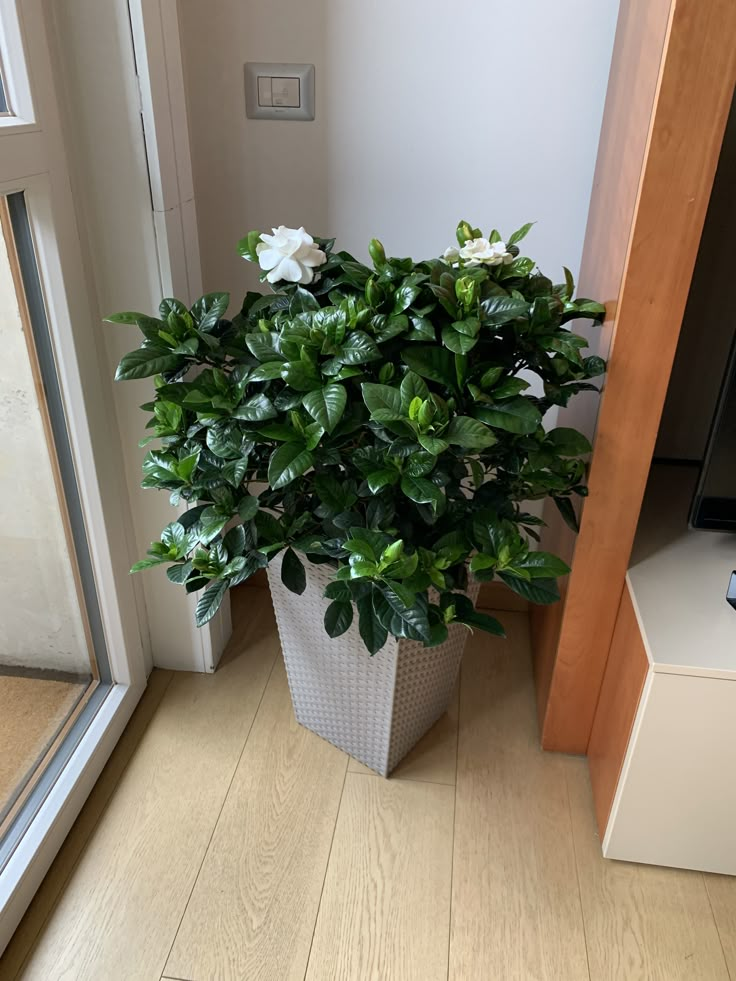 a potted plant sitting on the floor next to a door