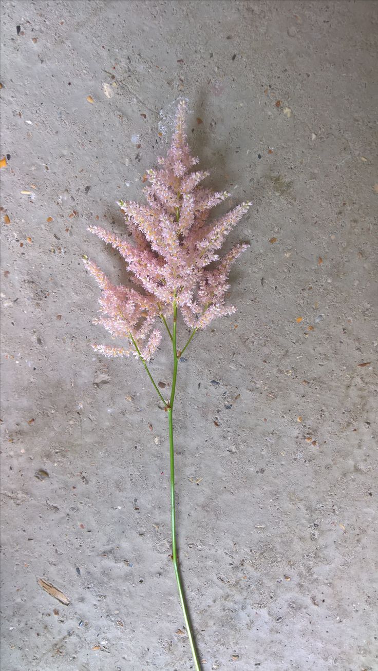 a single pink flower sitting on top of a cement floor