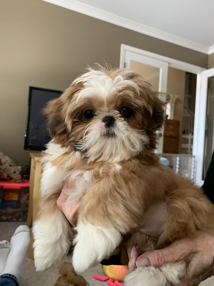 a person holding a small brown and white dog in their arms while sitting on the floor