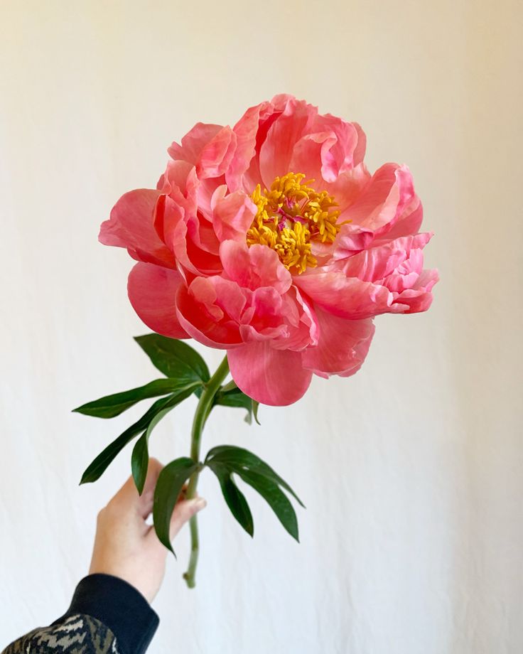 a pink flower being held up by a person's hand in front of a white wall