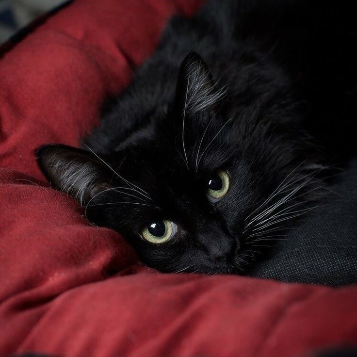 a black cat laying on top of a red blanket