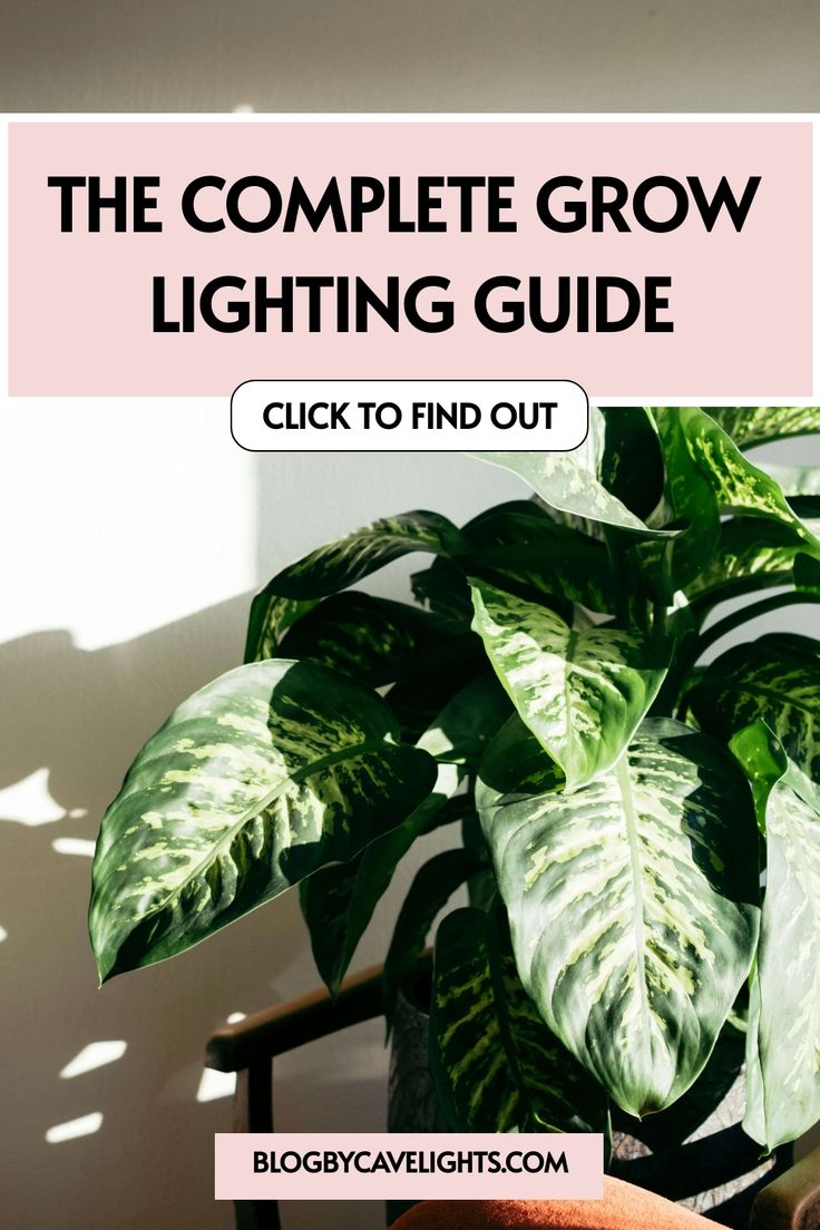 a houseplant with the text, the complete grow lighting guide click to find out