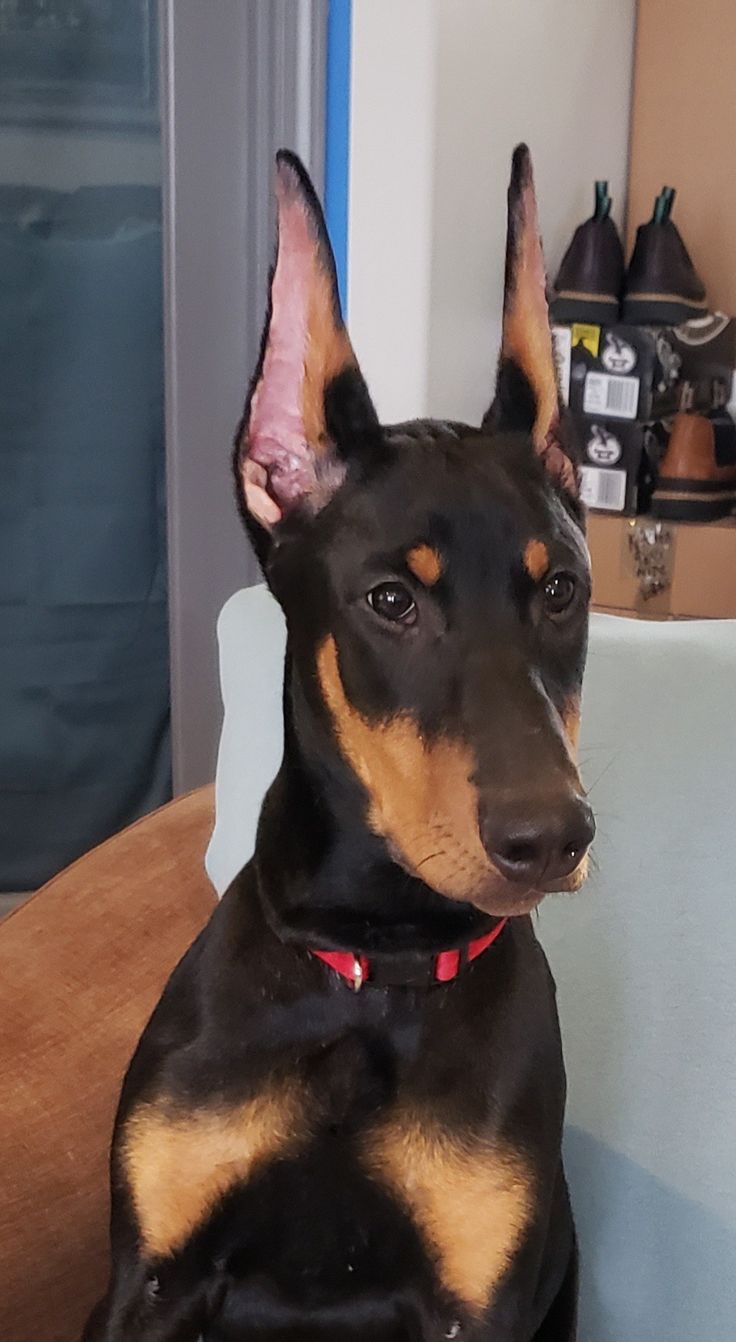 a black and brown dog sitting on top of a chair