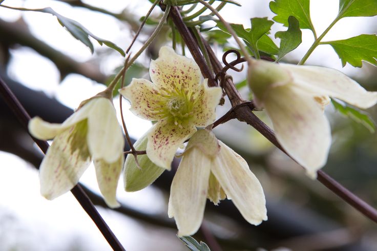 the flowers are blooming on the tree branch