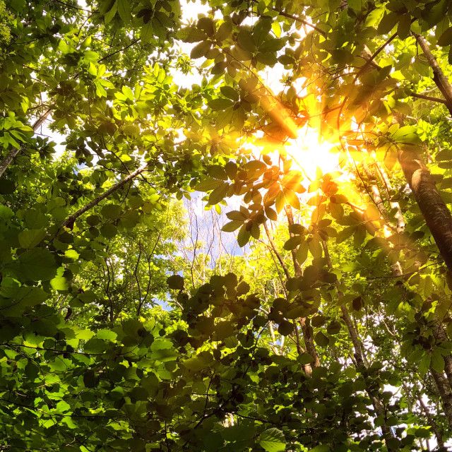 the sun is shining through the trees in the forest with green leaves on it's branches