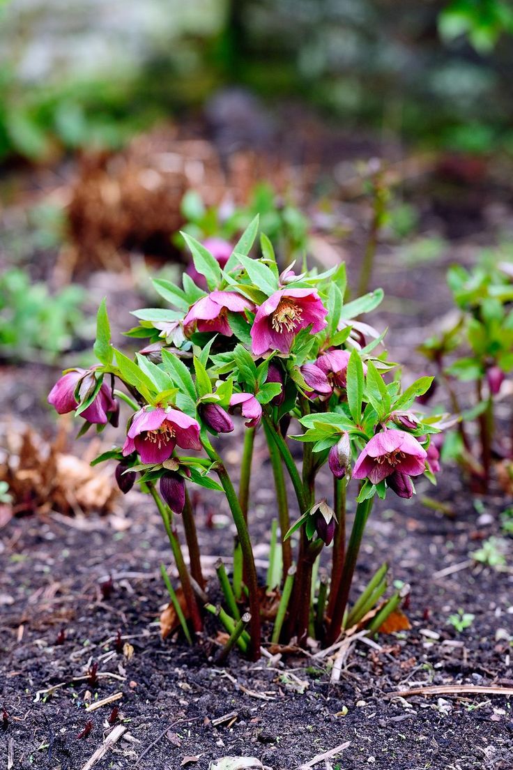 small pink flowers growing out of the ground