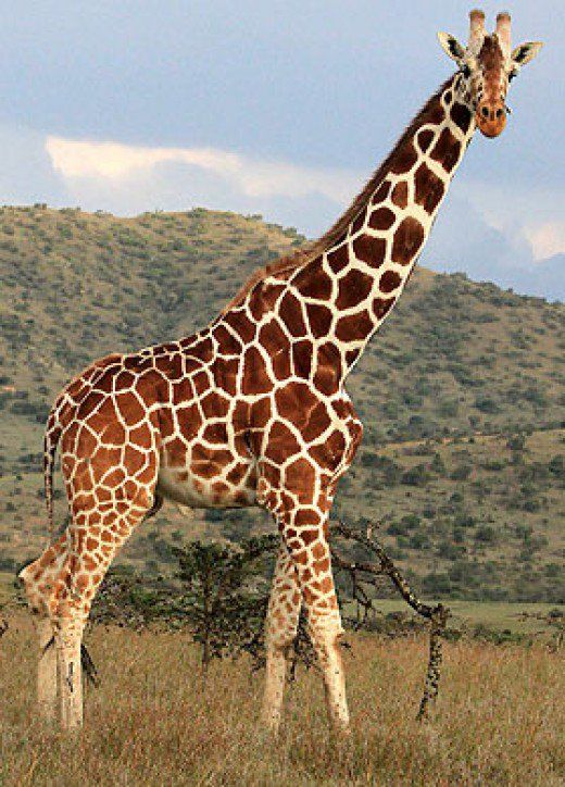 a giraffe standing on top of a grass covered field next to a hill