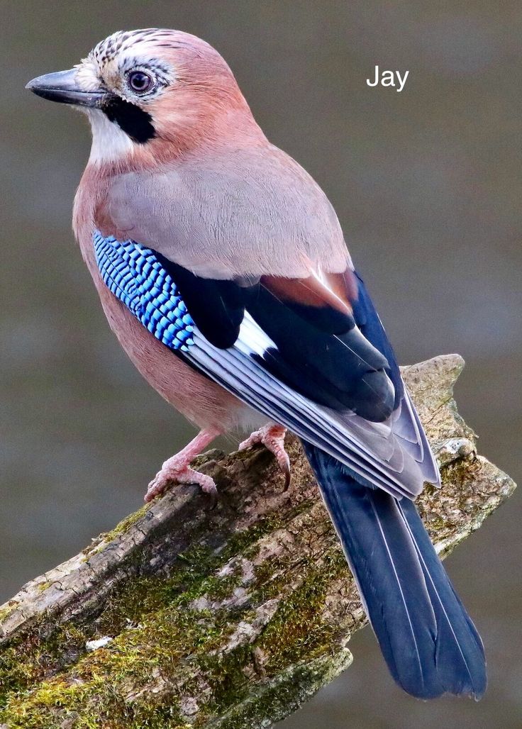 a blue and gray bird sitting on top of a tree branch