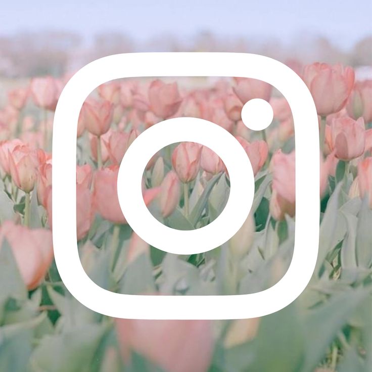 the instagram logo is surrounded by pink tulips