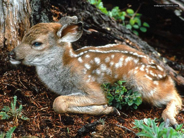 a baby deer laying on the ground next to a tree