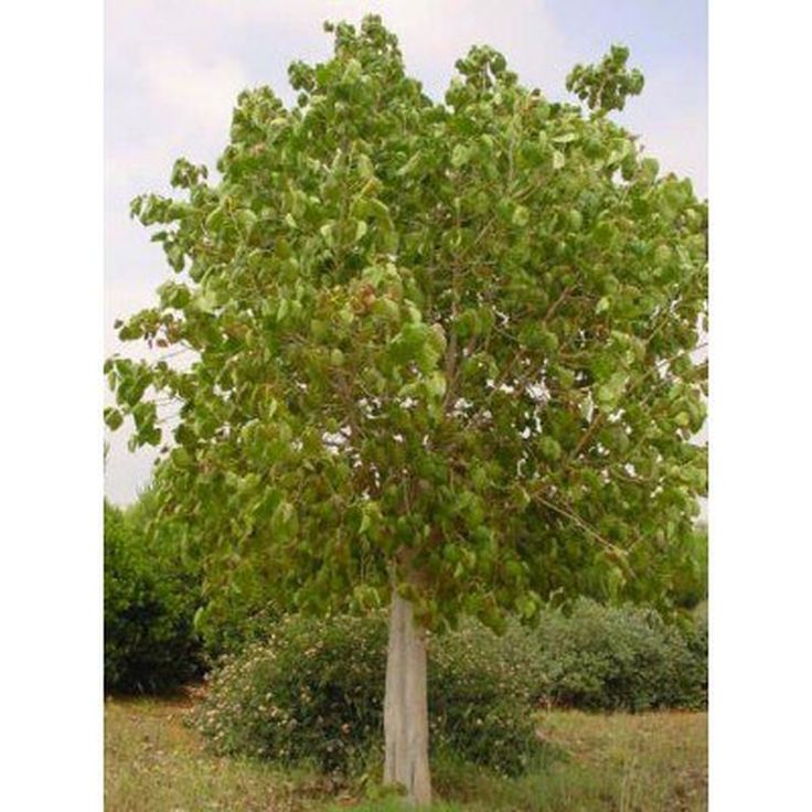 a large tree in the middle of a field