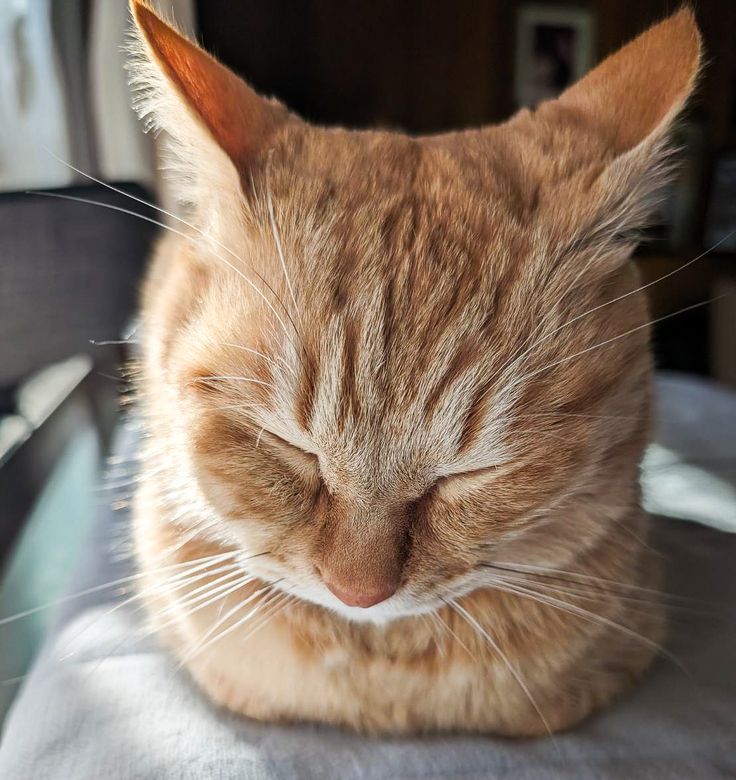 an orange tabby cat sleeping on top of a chair with it's eyes closed