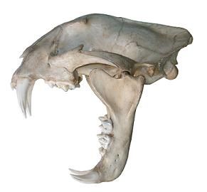 an animal's skull is shown with the lower jaw open and it has long, curved teeth