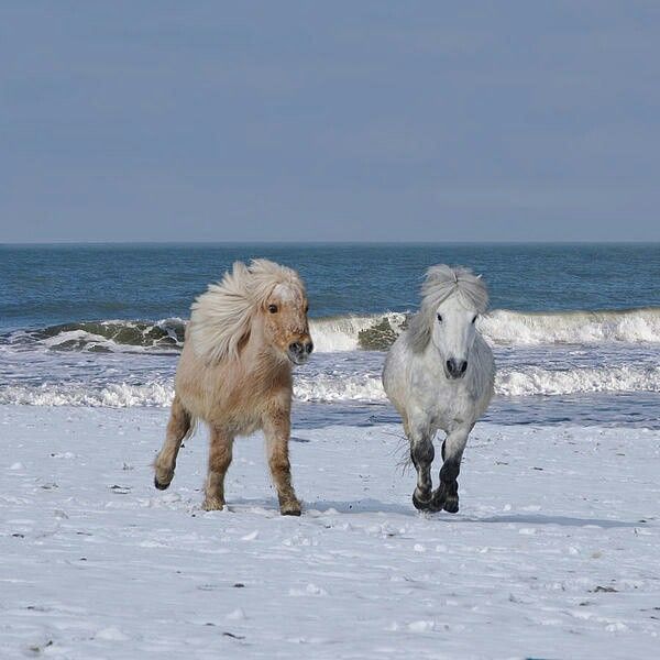 two horses running in the snow near the ocean