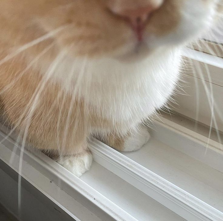 an orange and white cat sitting on top of a window sill