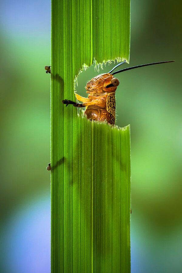 a close up of a small insect on a green leaf