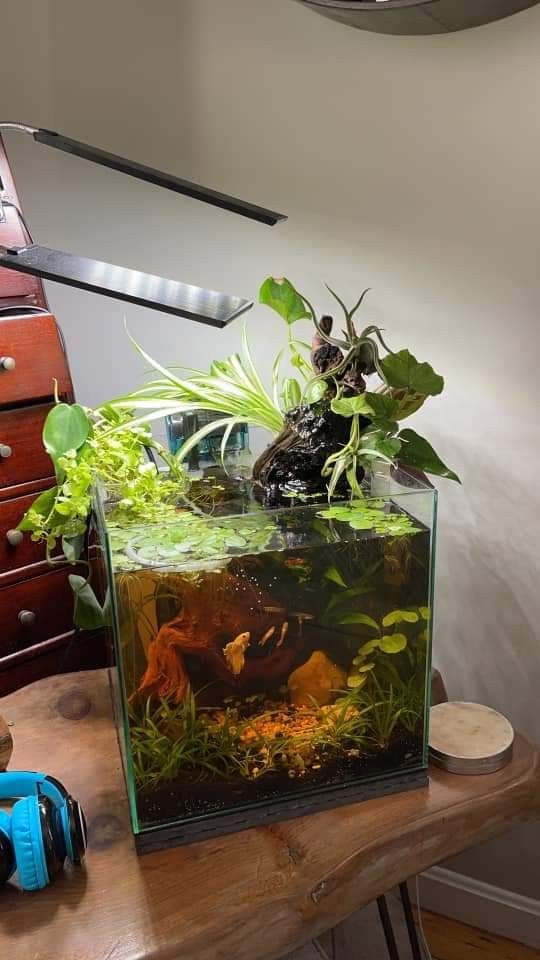 a fish tank filled with plants on top of a wooden table